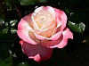 rose - (c) e rockstroh.jpg